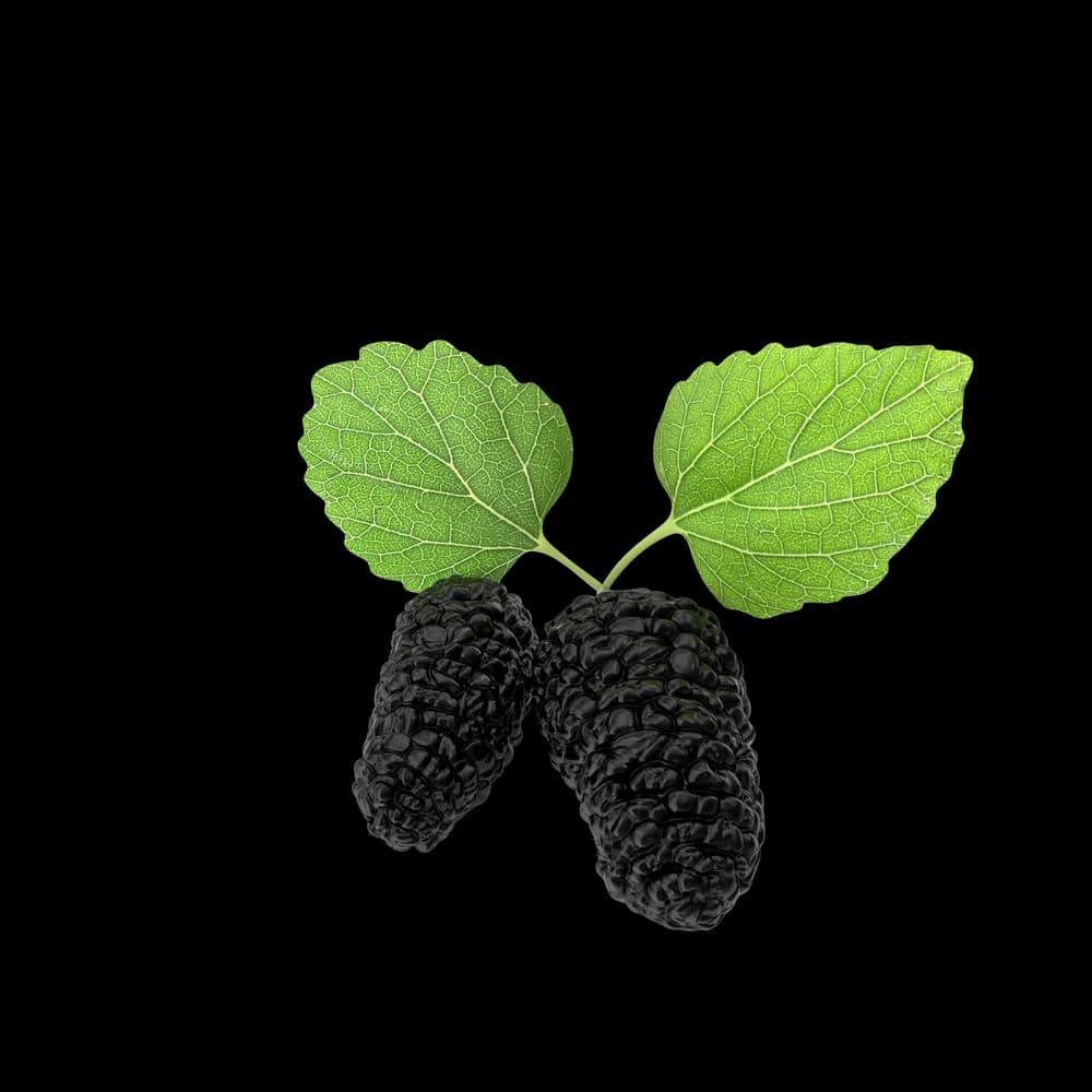 Mulberry - image 1