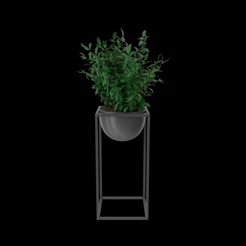 House Showpiece Plant - image 1